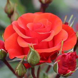 Rose Precious Love (Floribunda Rose)